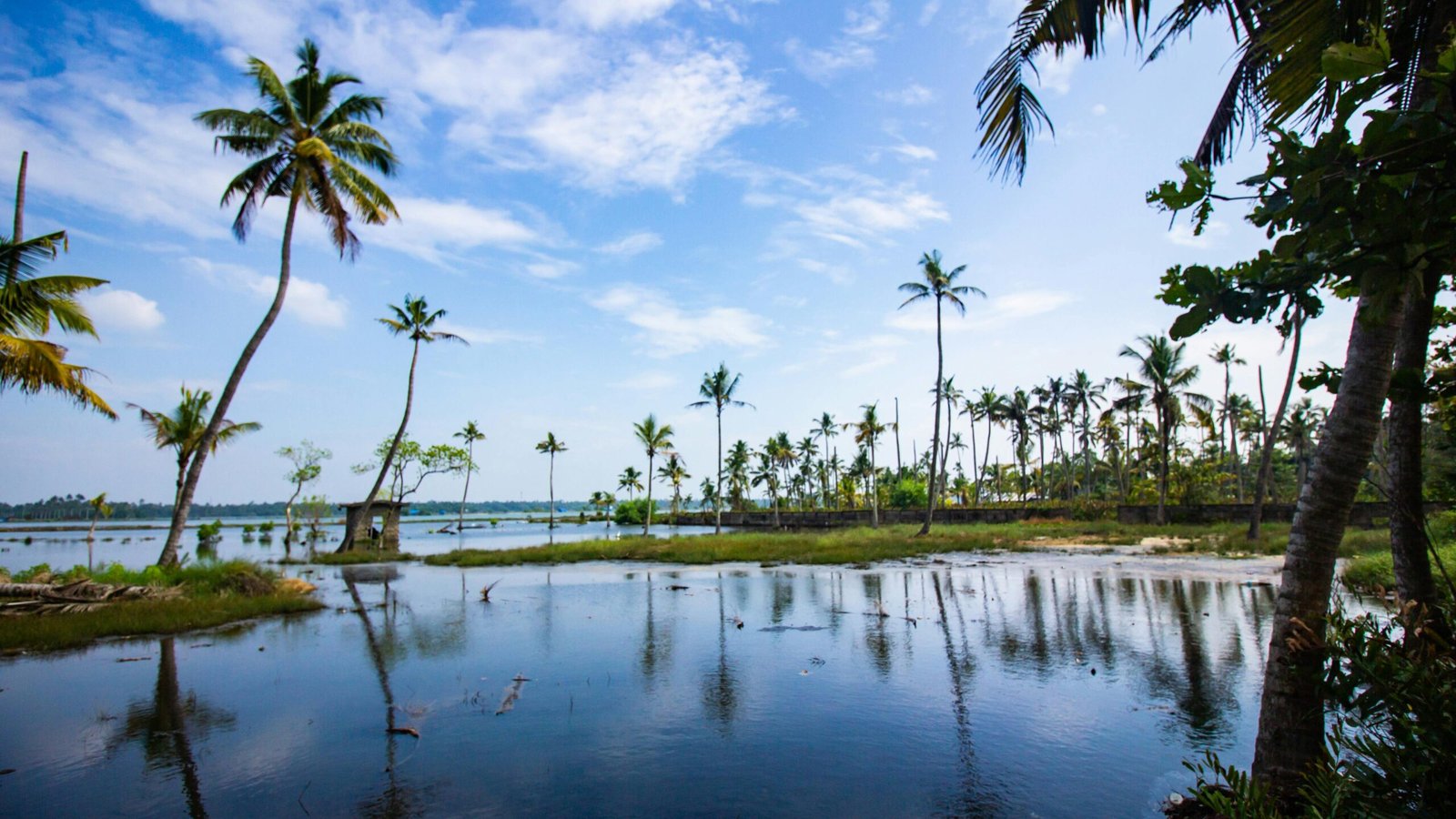 Tranquil tropical scene with palm trees by the calm water, under a vibrant blue sky.